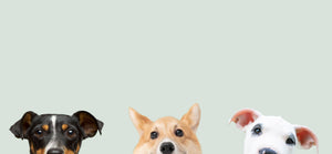 Three puppies in a mint background