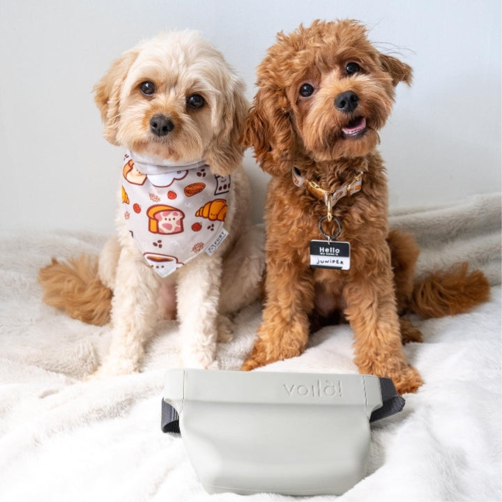 Vea Pets Gallery – VoilaPets.com